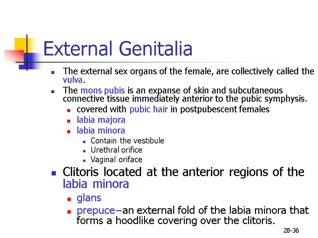 28-36 External Genitalia The external sex organs of the female, are collectively called the